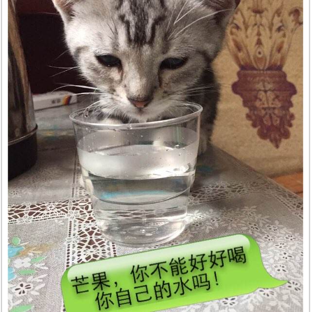 马萨诸塞州身份证样本资料